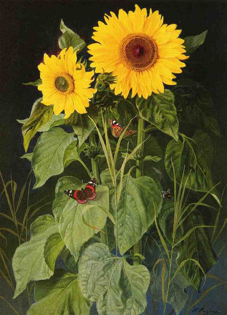 Fristrup Niels SUNFLOWERS Art A4 Photo Print