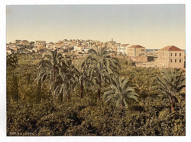 From the garden Jaffa Vintage A4 Photo Print