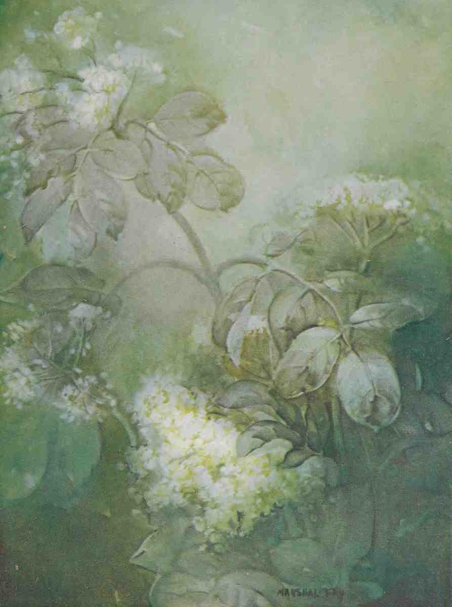 Fry Marshal Keramic Studio 1899 1920 Elder Blossoms A4 Photo Print