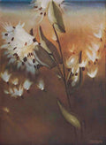 Fry Marshal Keramic Studio 1899 1920 Milkweed A4 Photo Print