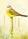 Fuertes 1893 Arkansas Kingbird A4 Photo Print