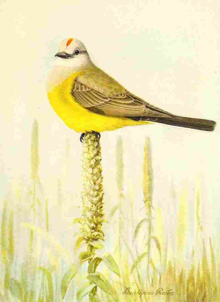 Fuertes 1893 Arkansas Kingbird A4 Photo Print