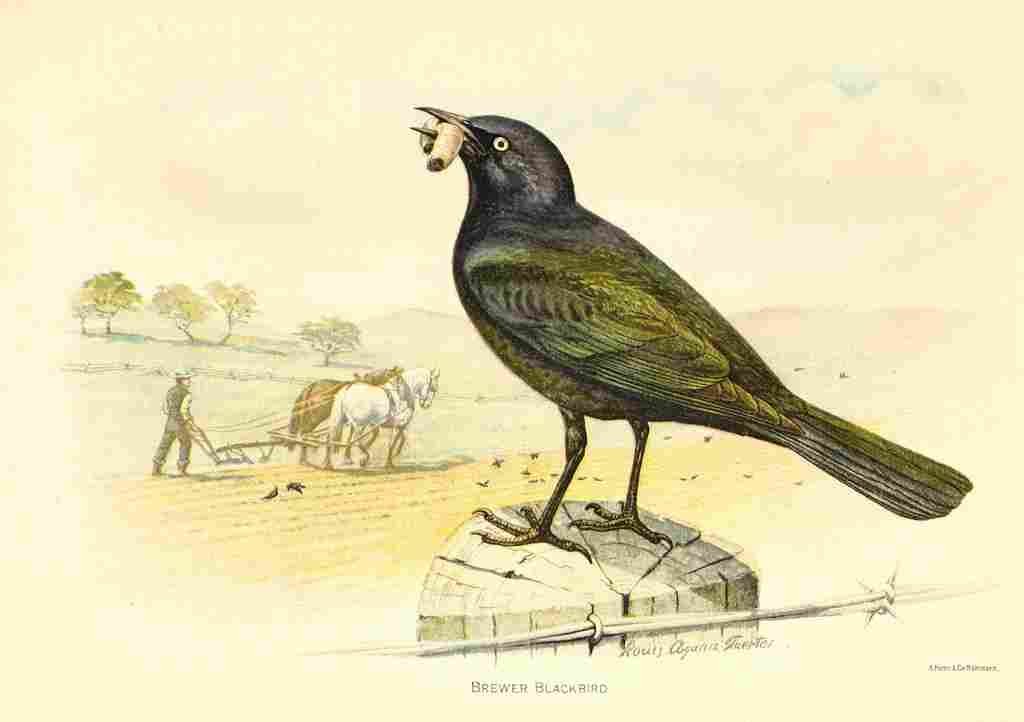 Fuertes 1893 Brewer Blackbird A4 Photo Print