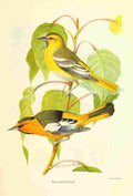 Fuertes 1893 Bullock Oriole A4 Photo Print