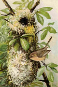 Fuertes 1893 California Bush tit A4 Photo Print