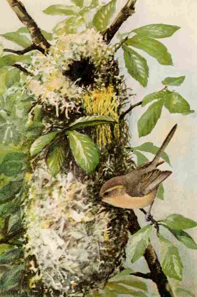 Fuertes 1893 California Bush tit A4 Photo Print