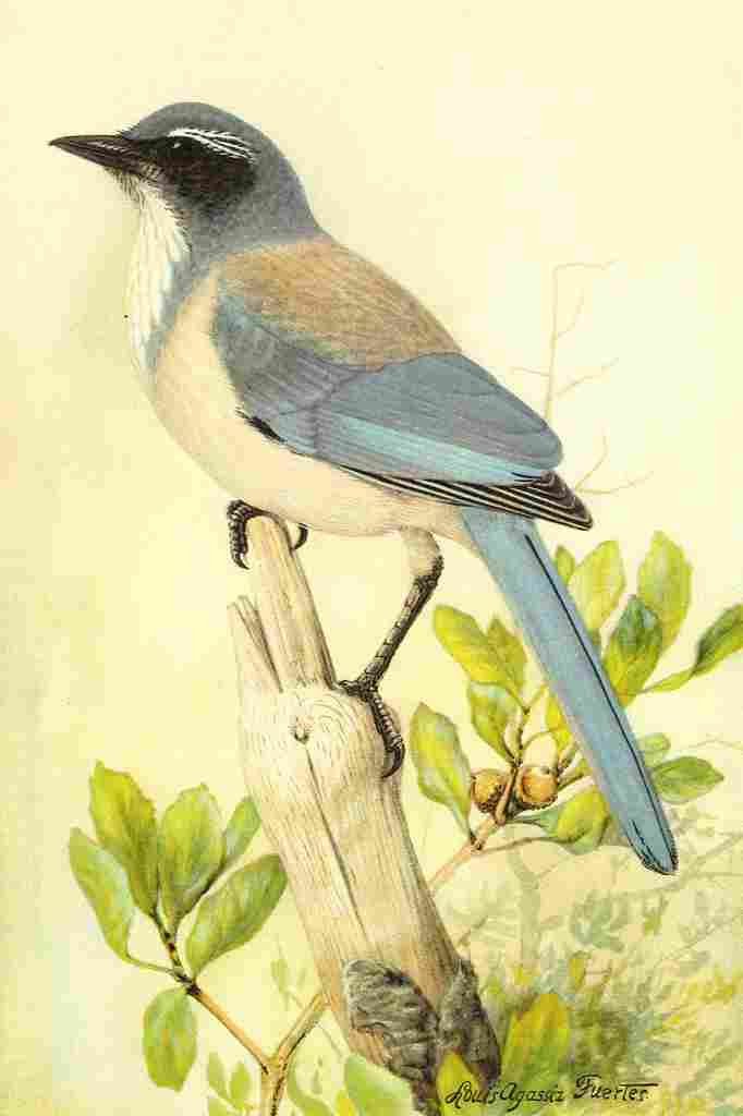Fuertes 1893 California Jay A4 Photo Print