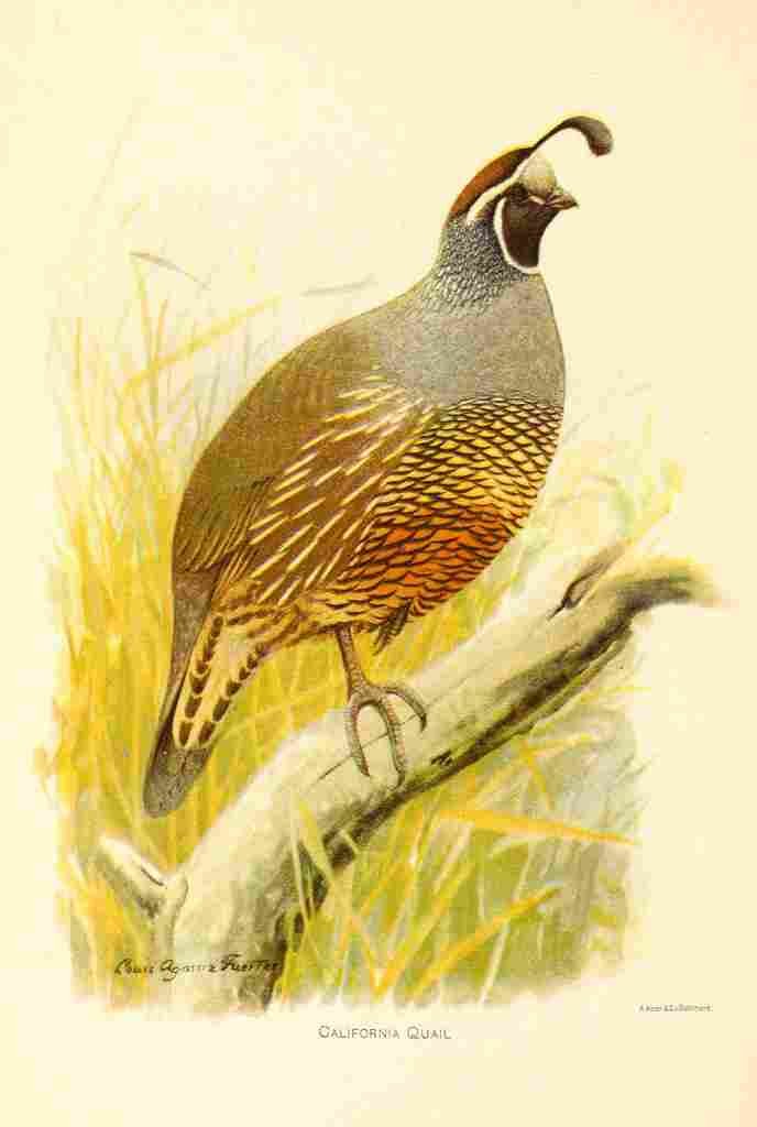 Fuertes 1893 California Quail A4 Photo Print