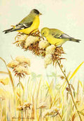 Fuertes 1893 Green backed Goldfinch A4 Photo Print