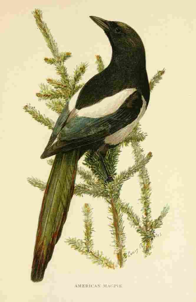 Fuertes 1901 American Magpie A4 Photo Print