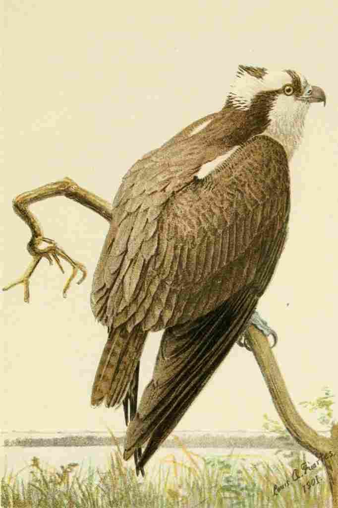 Fuertes 1901 American Osprey A4 Photo Print