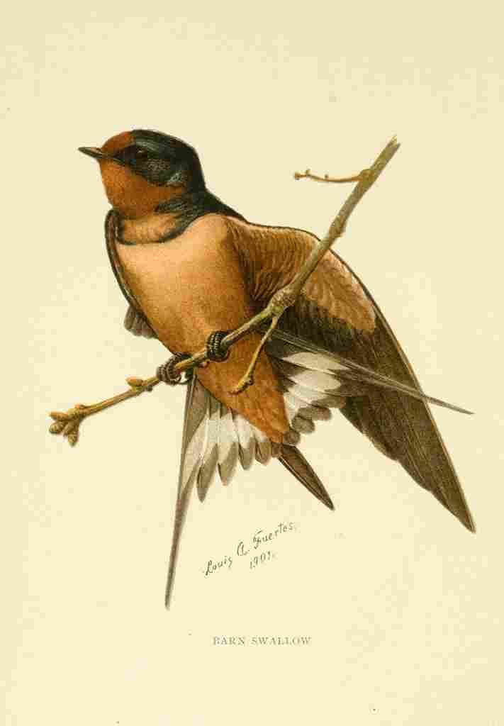 Fuertes 1901 Barn Swallow A4 Photo Print