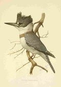 Fuertes 1901 Belted Kingfisher A4 Photo Print