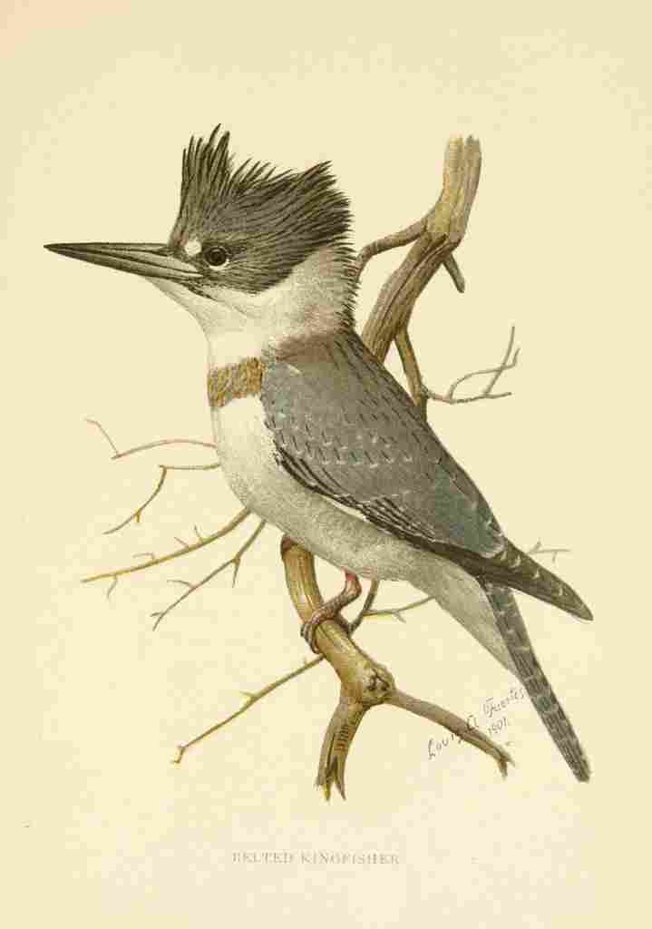 Fuertes 1901 Belted Kingfisher A4 Photo Print