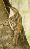 Fuertes 1901 Brown Creeper A4 Photo Print