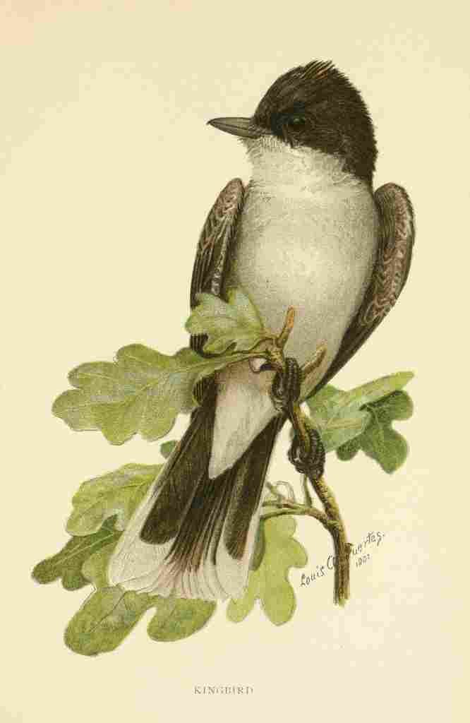 Fuertes 1901 Kingbird A4 Photo Print