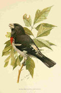 Fuertes 1901 Rose br Grosbeak A4 Photo Print