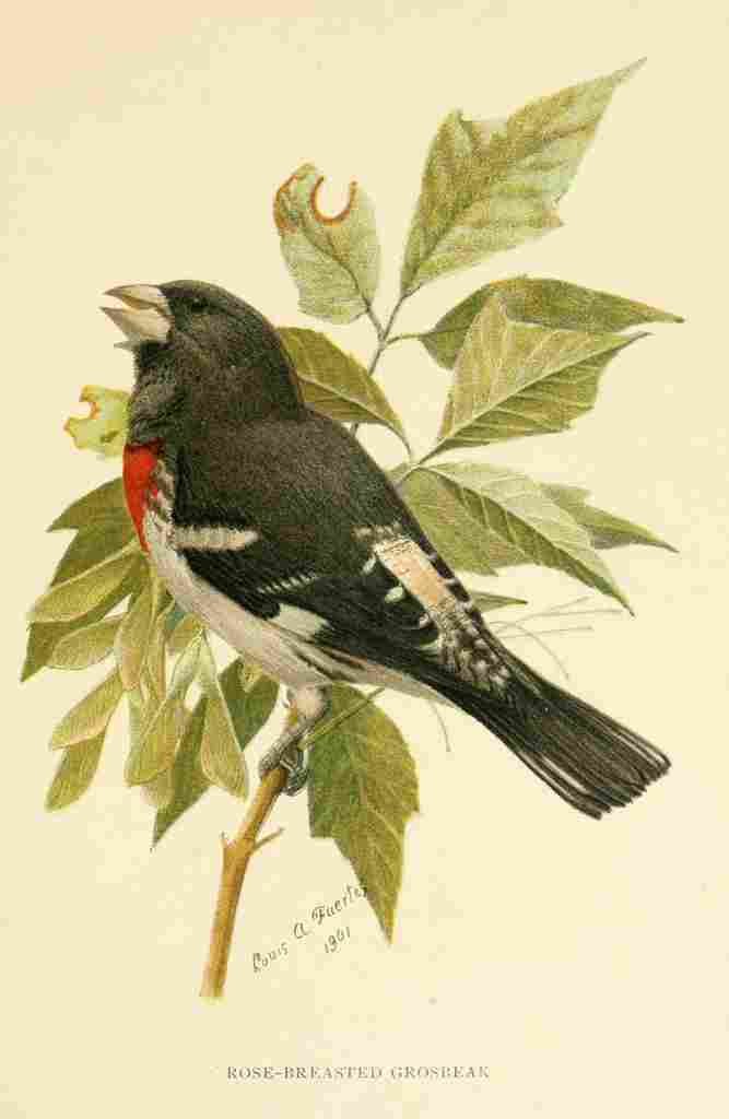 Fuertes 1901 Rose br Grosbeak A4 Photo Print