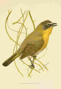 Fuertes 1901 Yellow breasted Chat A4 Photo Print