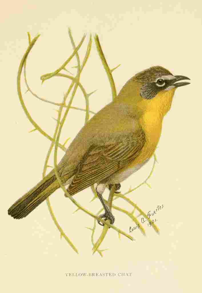 Fuertes 1901 Yellow breasted Chat A4 Photo Print