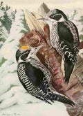 Fuertes 1923 American Woodpecker A4 Photo Print