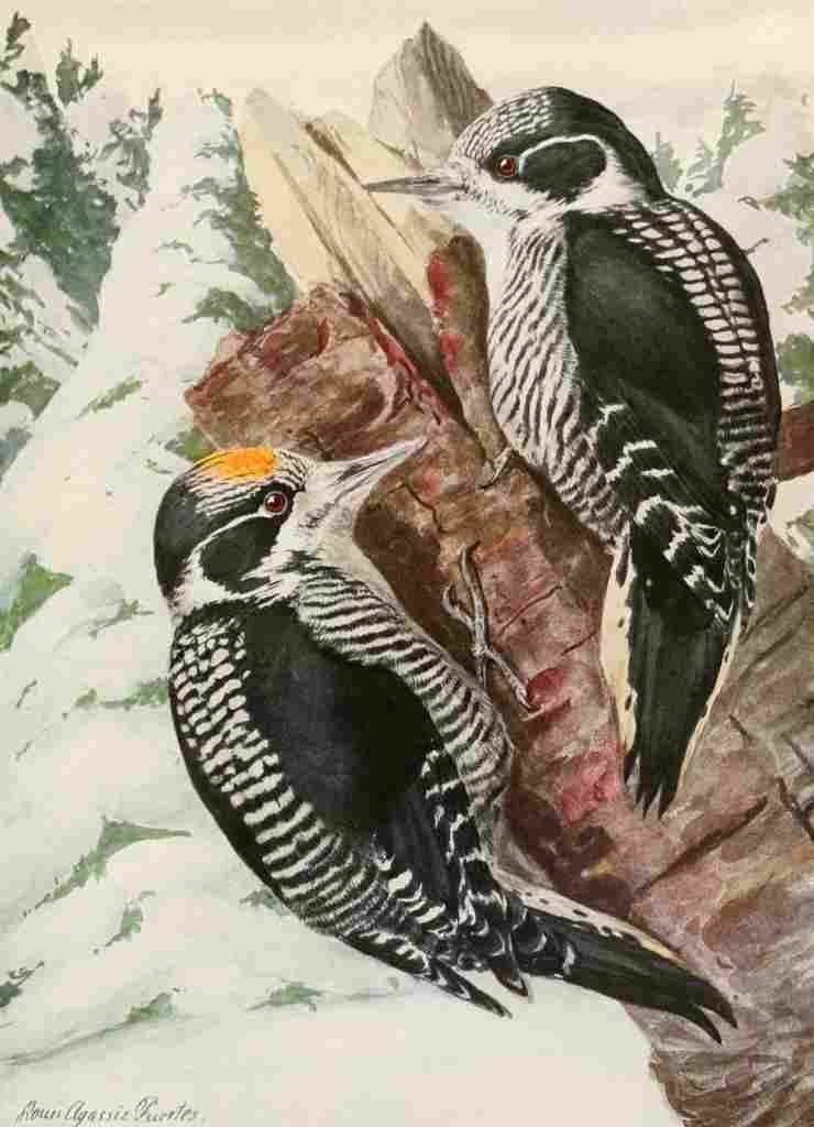 Fuertes 1923 American Woodpecker A4 Photo Print