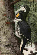 Fuertes 1923 Arctic Woodpecker A4 Photo Print