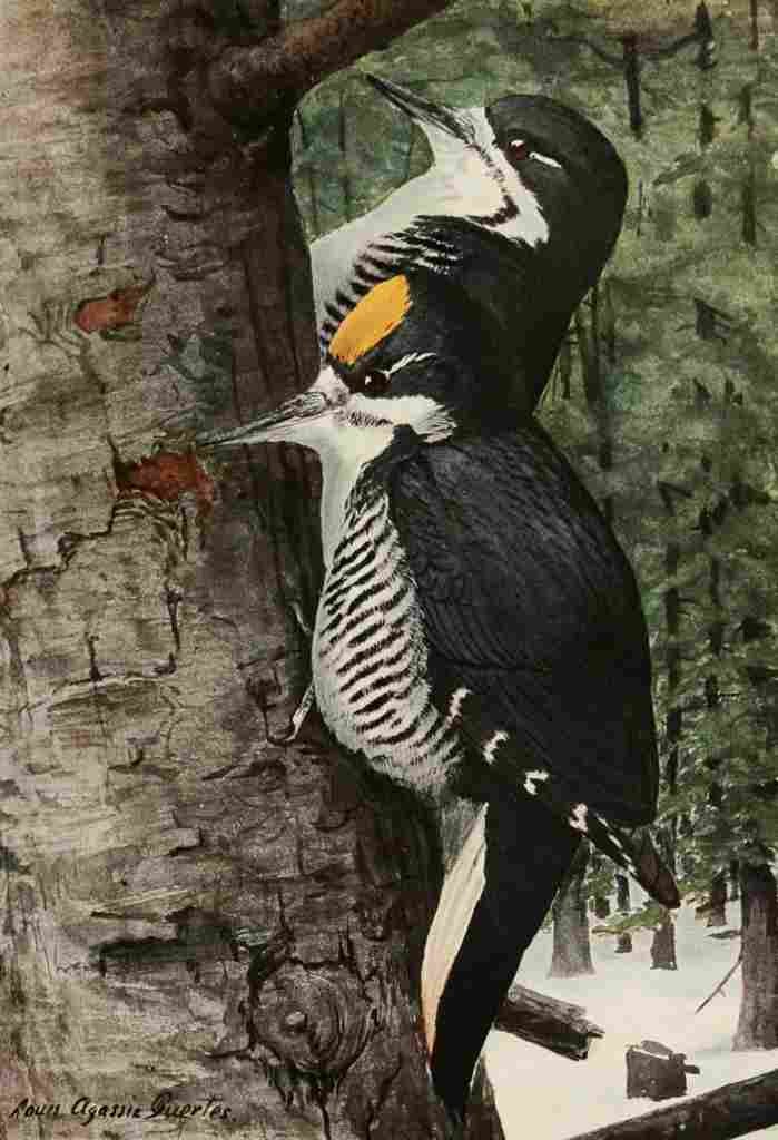 Fuertes 1923 Arctic Woodpecker A4 Photo Print