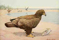 Fuertes 1923 Bald Eagle A4 Photo Print