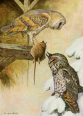 Fuertes 1923 Barn & Long Eared Owls A4 Photo Print