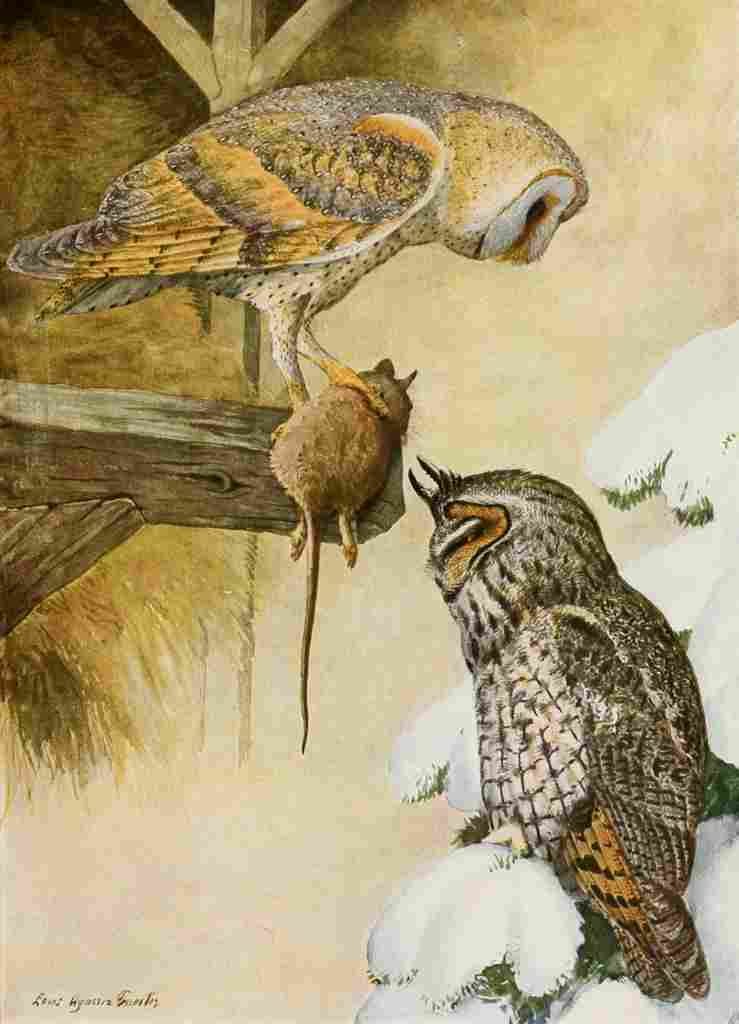 Fuertes 1923 Barn & Long Eared Owls A4 Photo Print