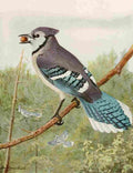 Fuertes 1923 Blue Jay A4 Photo Print