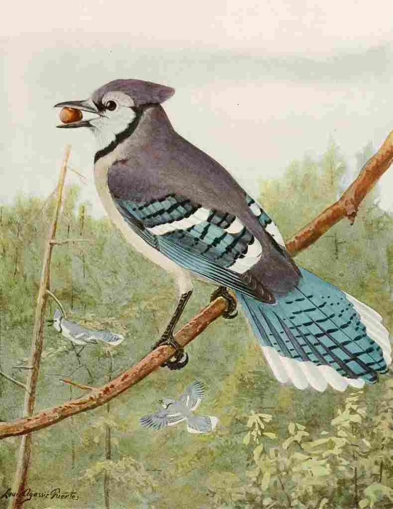 Fuertes 1923 Blue Jay A4 Photo Print