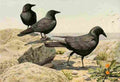 Fuertes 1923 Crows A4 Photo Print