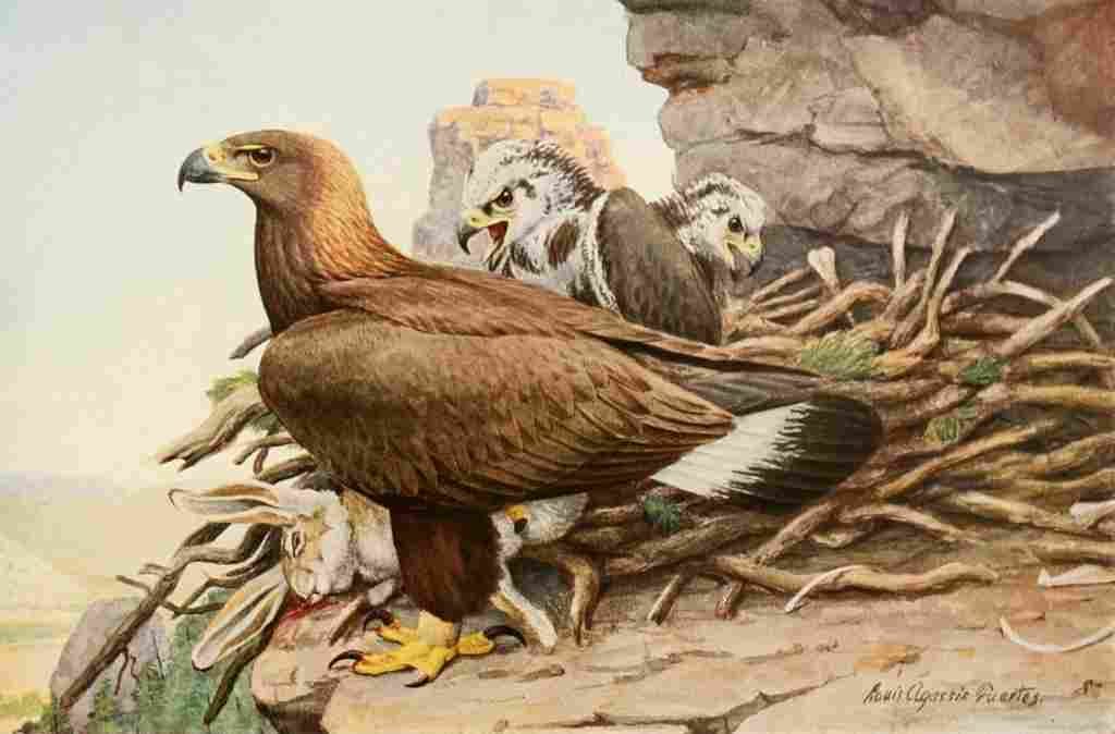Fuertes 1923 Golden Eagle A4 Photo Print