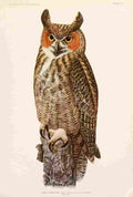Fuertes 1923 Great Horned Owl A4 Photo Print