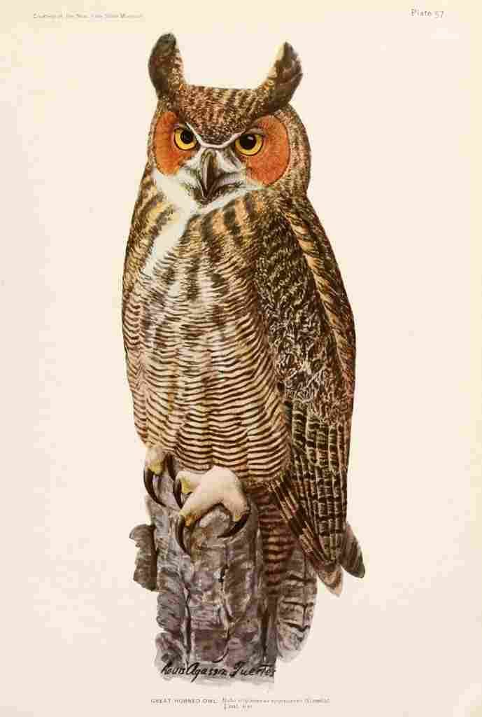 Fuertes 1923 Great Horned Owl A4 Photo Print