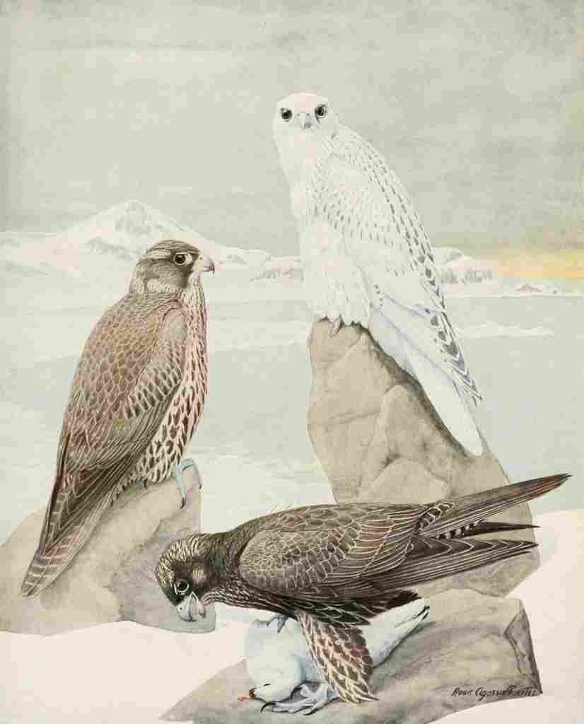 Fuertes 1923 Gyrfalcons A4 Photo Print