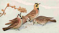Fuertes 1923 Larks A4 Photo Print
