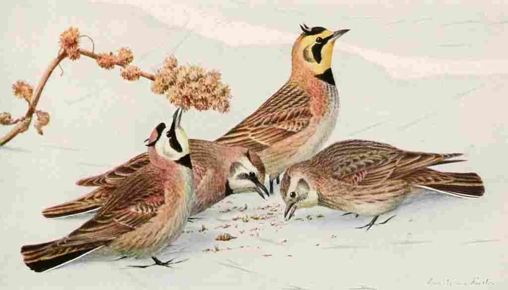 Fuertes 1923 Larks A4 Photo Print
