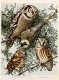 Fuertes 1923 Owls A4 Photo Print