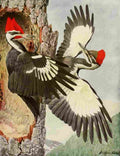 Fuertes 1923 Pileated Woodpecker A4 Photo Print