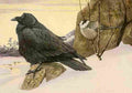 Fuertes 1923 Raven & Canada Jay A4 Photo Print