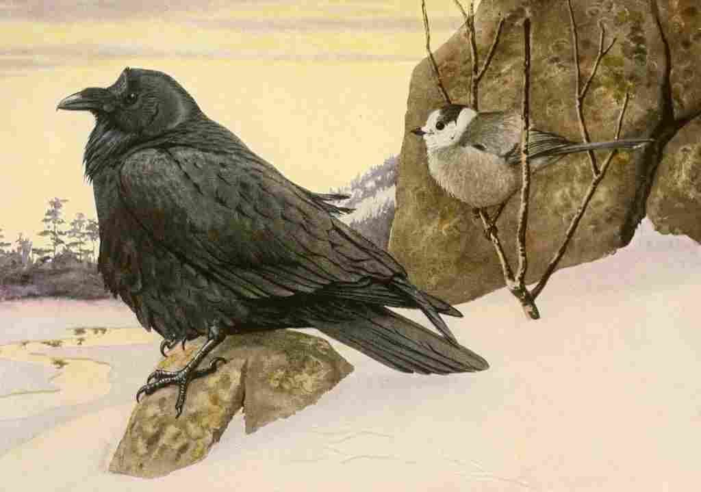 Fuertes 1923 Raven & Canada Jay A4 Photo Print