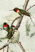 Fuertes 1923 Ruby thr Hummingbird A4 Photo Print