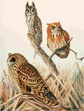 Fuertes 1923 Scrch & Short eared Owls A4 Photo Print