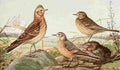Fuertes 1923 Skylark & Pipit A4 Photo Print