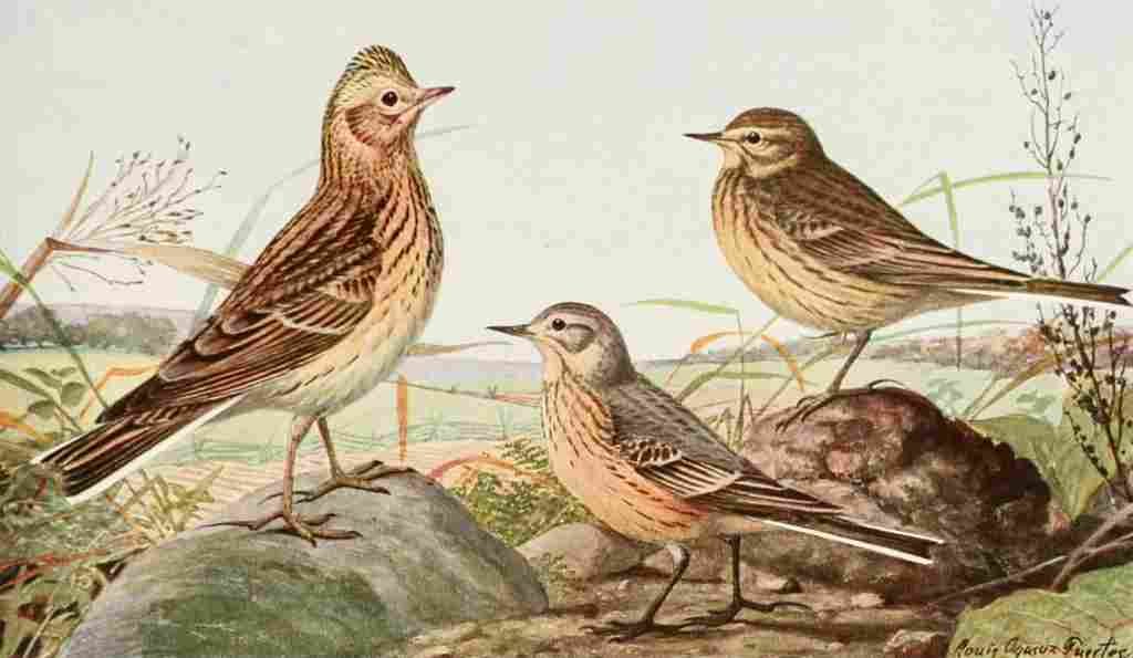 Fuertes 1923 Skylark & Pipit A4 Photo Print