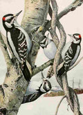 Fuertes 1923 Woodpeckers A4 Photo Print