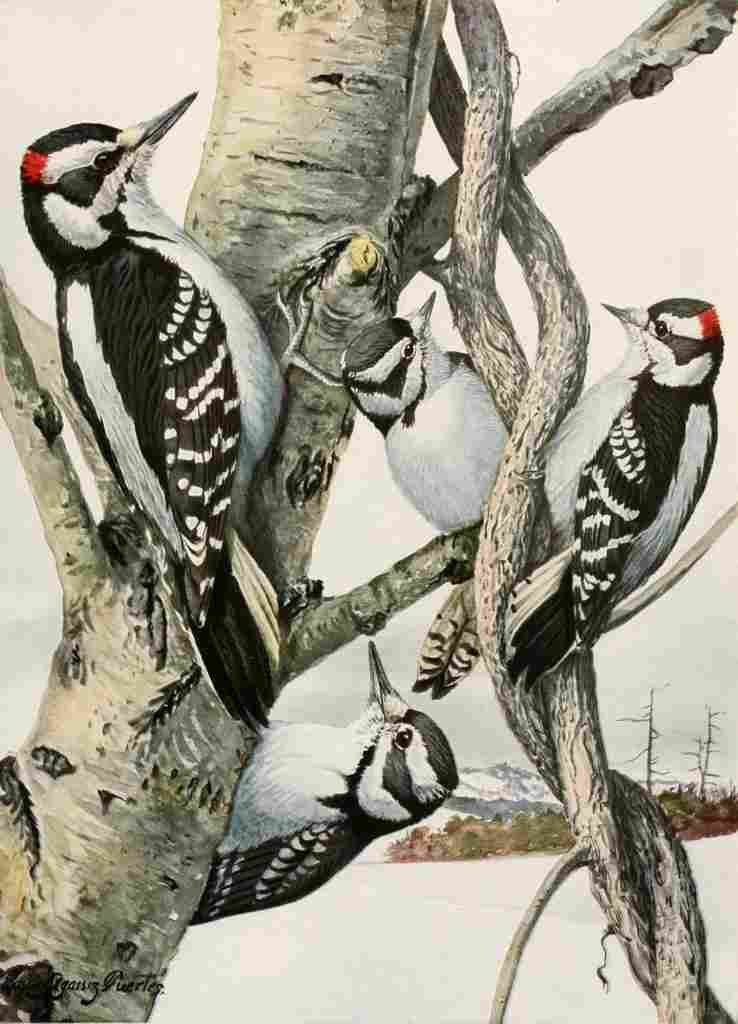 Fuertes 1923 Woodpeckers A4 Photo Print